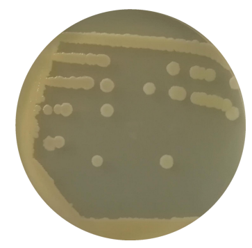 Bacillus subtilis-BNCC