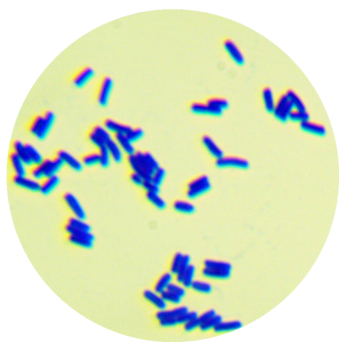 Bacillus subtilis-BNCC