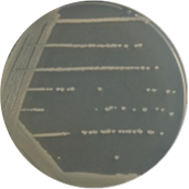 Escherichia coli-BNCC
