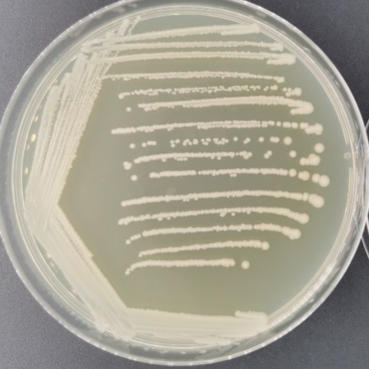 Corynebacterium glutamicum-BNCC