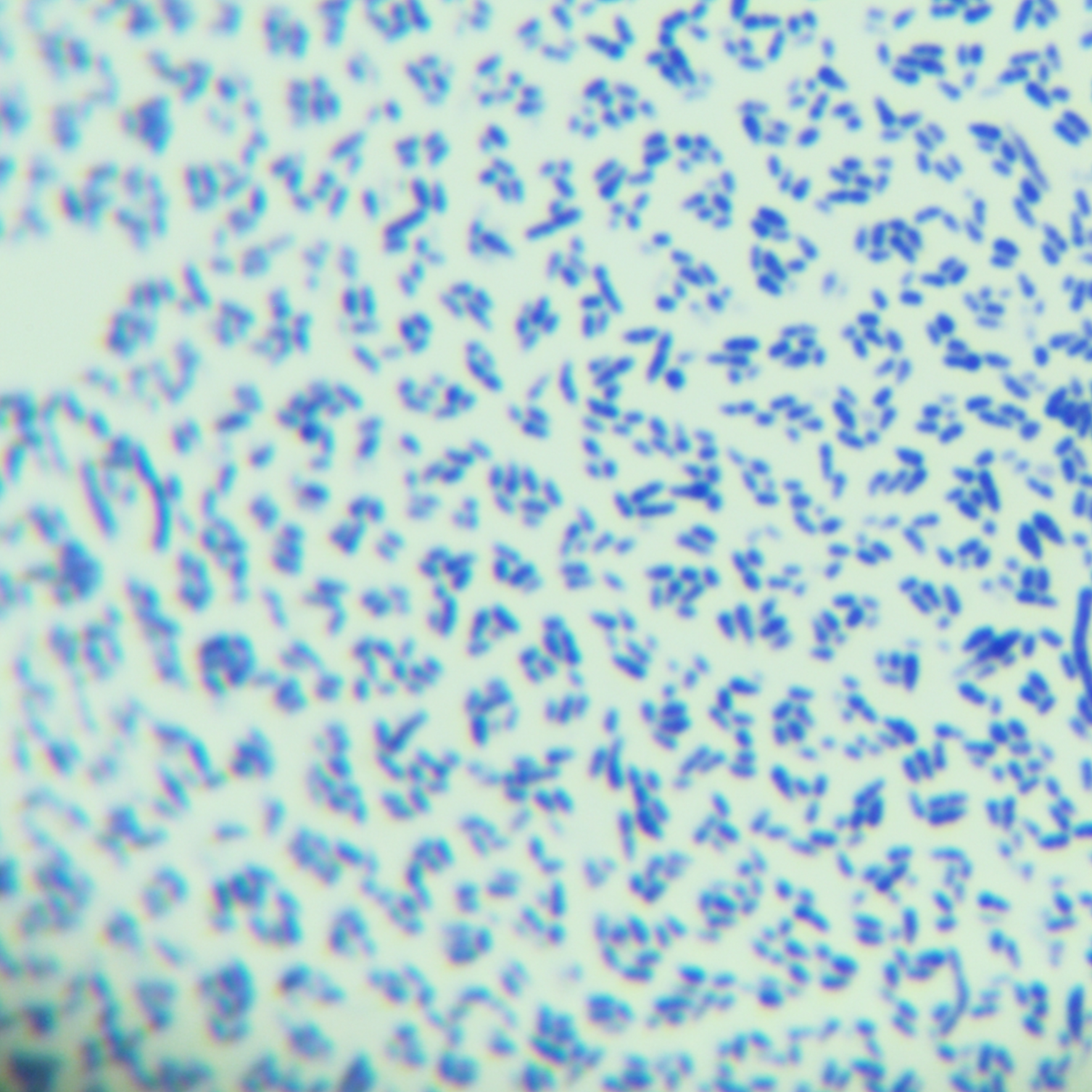 Corynebacterium glutamicum-BNCC