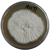 Aspergillus allahabadii-BNCC