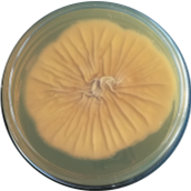 Aspergillus allahabadii-BNCC