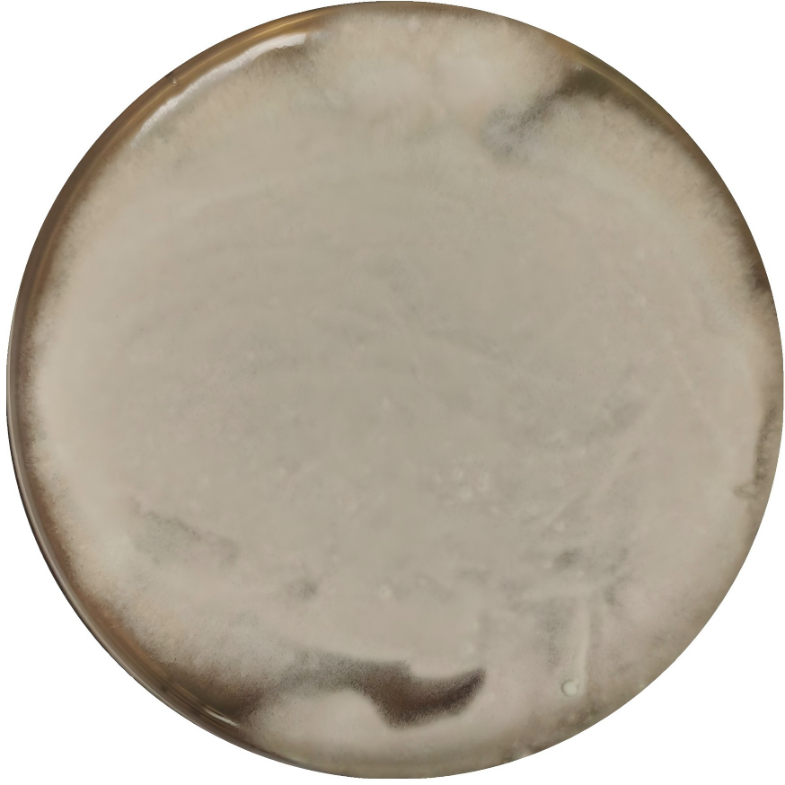 Penicillium loudii-BNCC