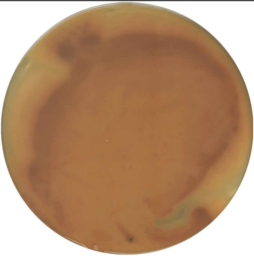 Penicillium loudii-BNCC