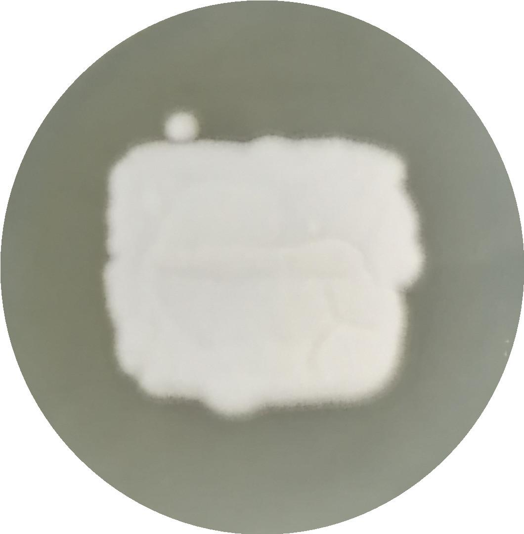 Botrytis cinerea-BNCC