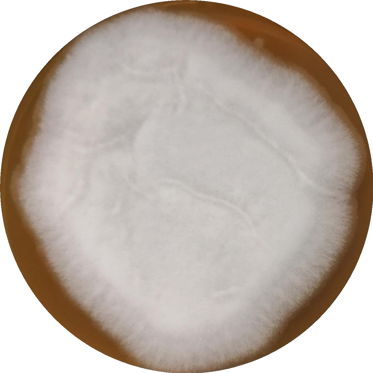 Aspergillus oryzae-BNCC