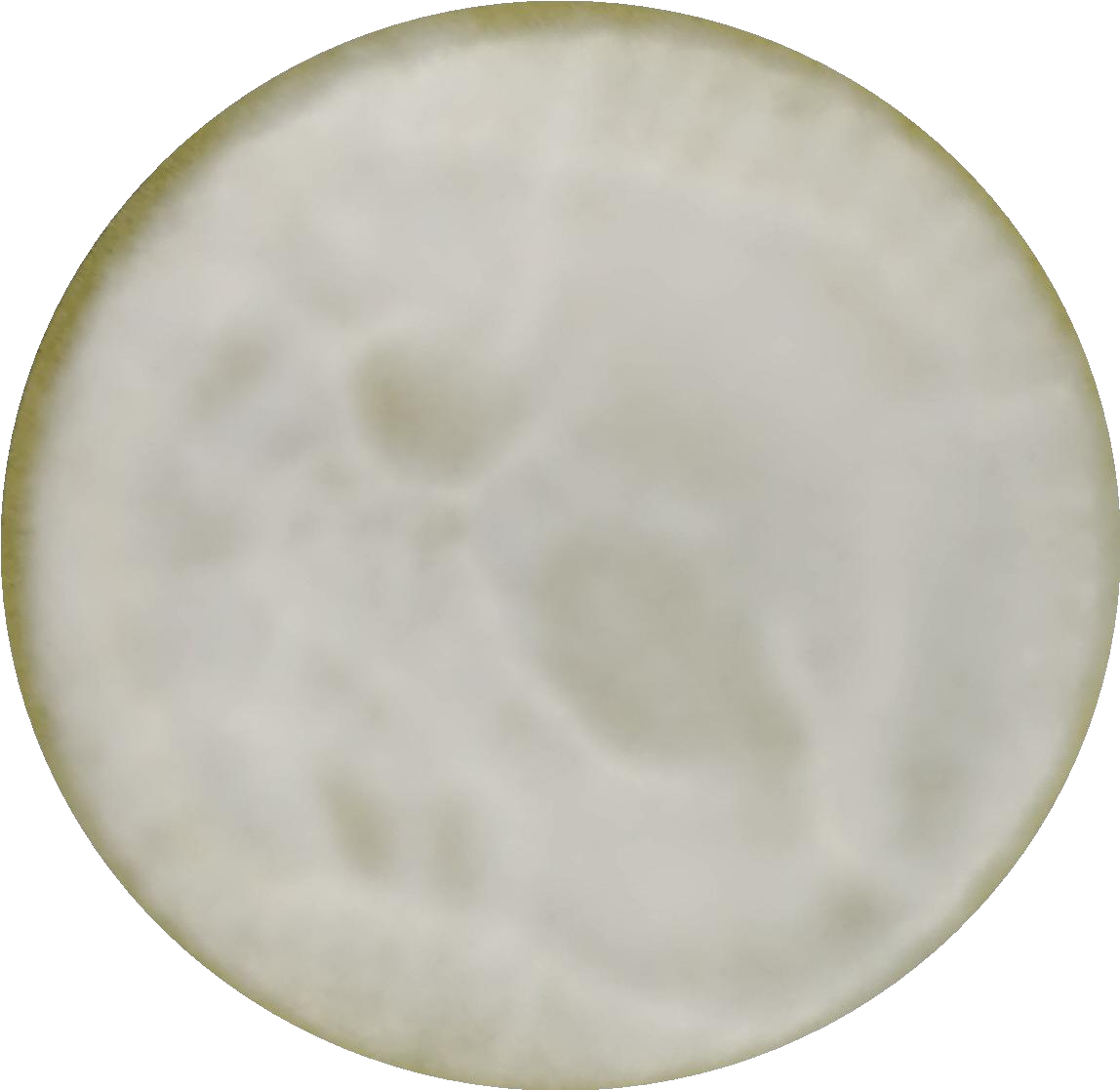 Aspergillus oryzae-BNCC