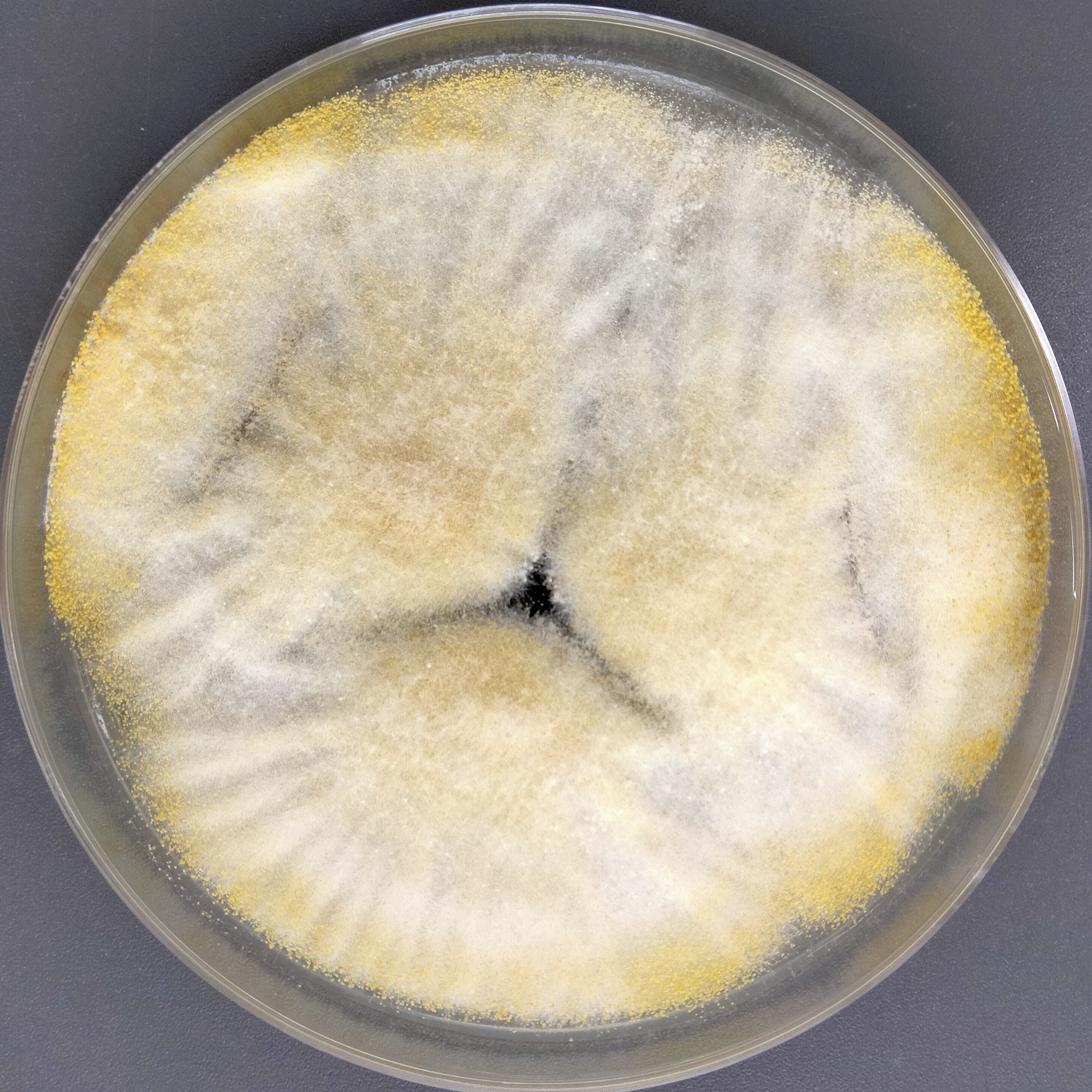 Aspergillus flavus-BNCC