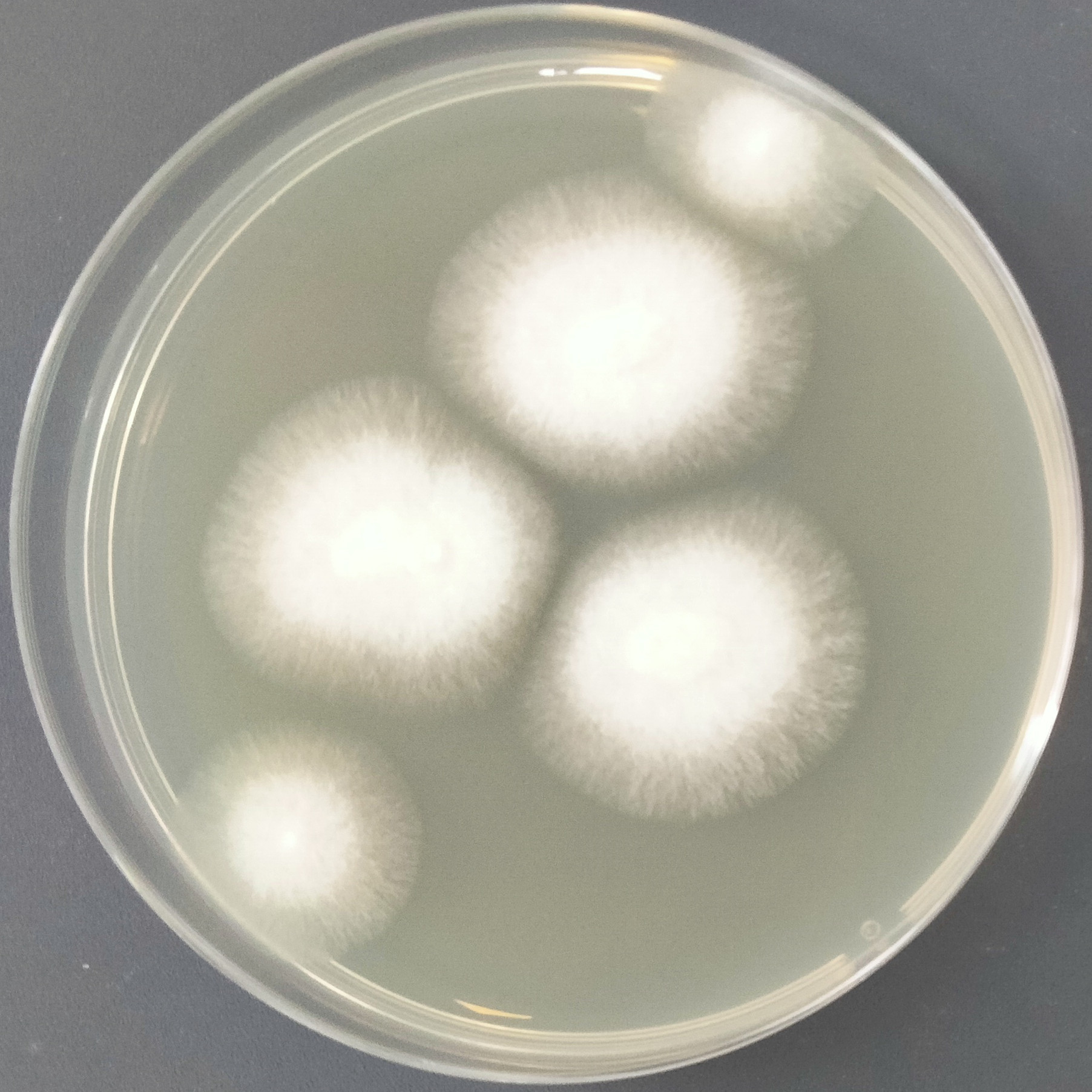 Aspergillus flavus-BNCC