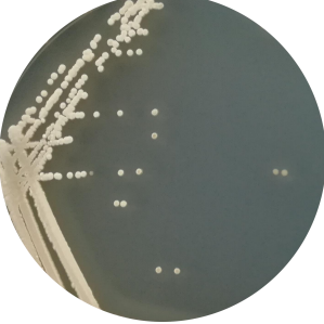 Virginia Streptomyces-BNCC