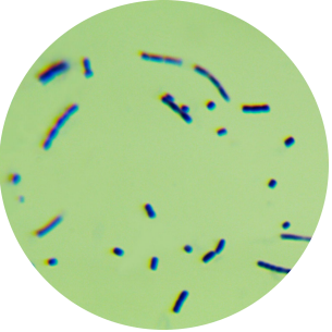 Virginia Streptomyces-BNCC