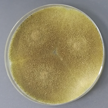 Brazilian Aspergillus-BNCC