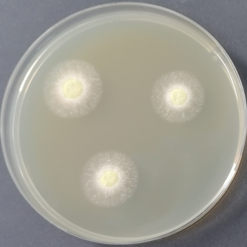 Brazilian Aspergillus-BNCC