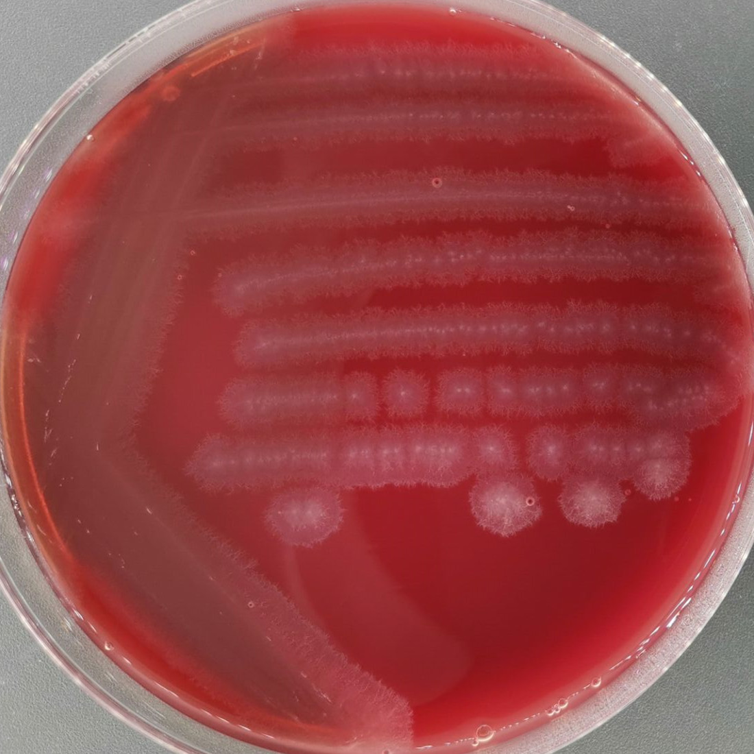 Clostridium sporogenes-BNCC