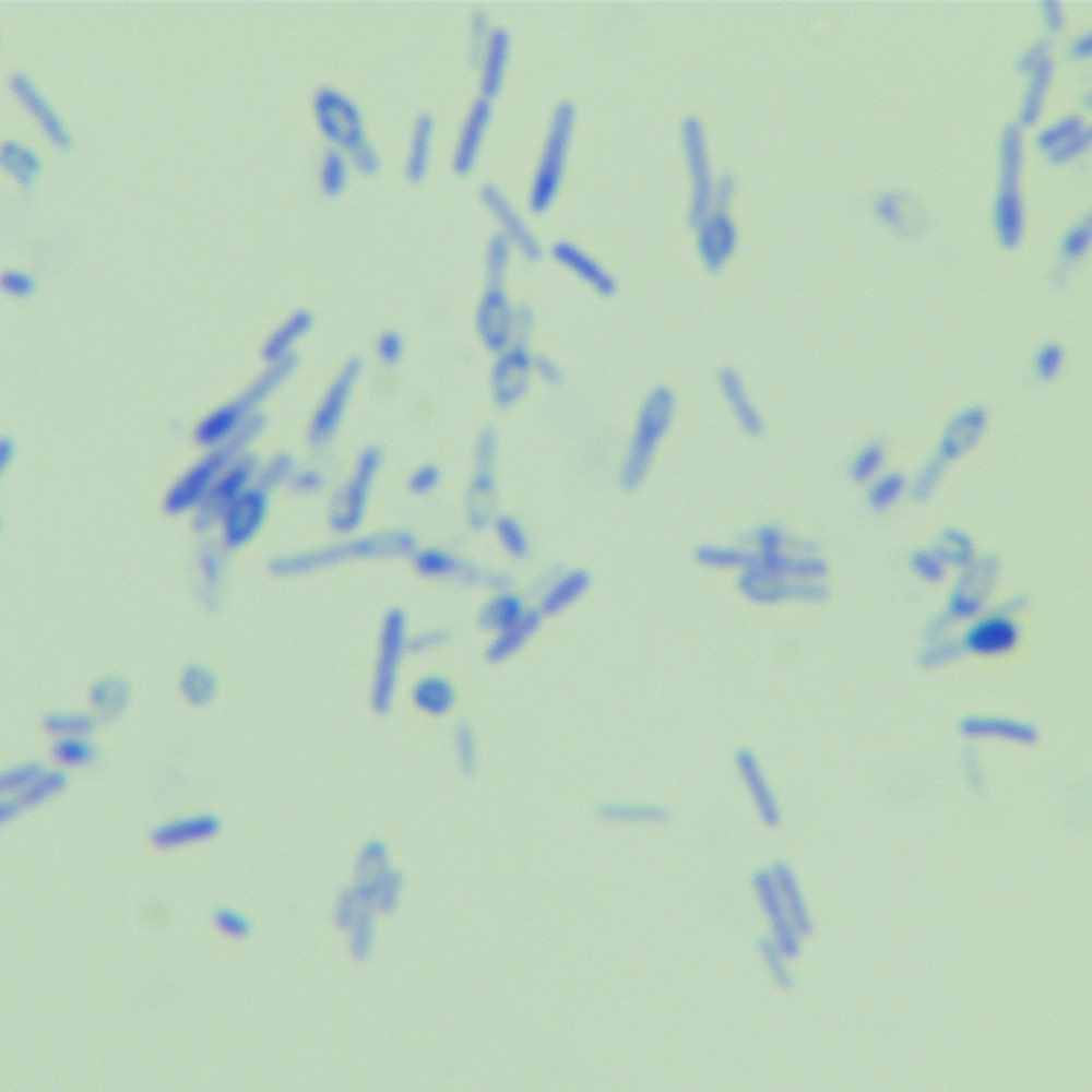 Clostridium sporogenes-BNCC