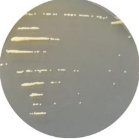 Marsh Kochia-BNCC