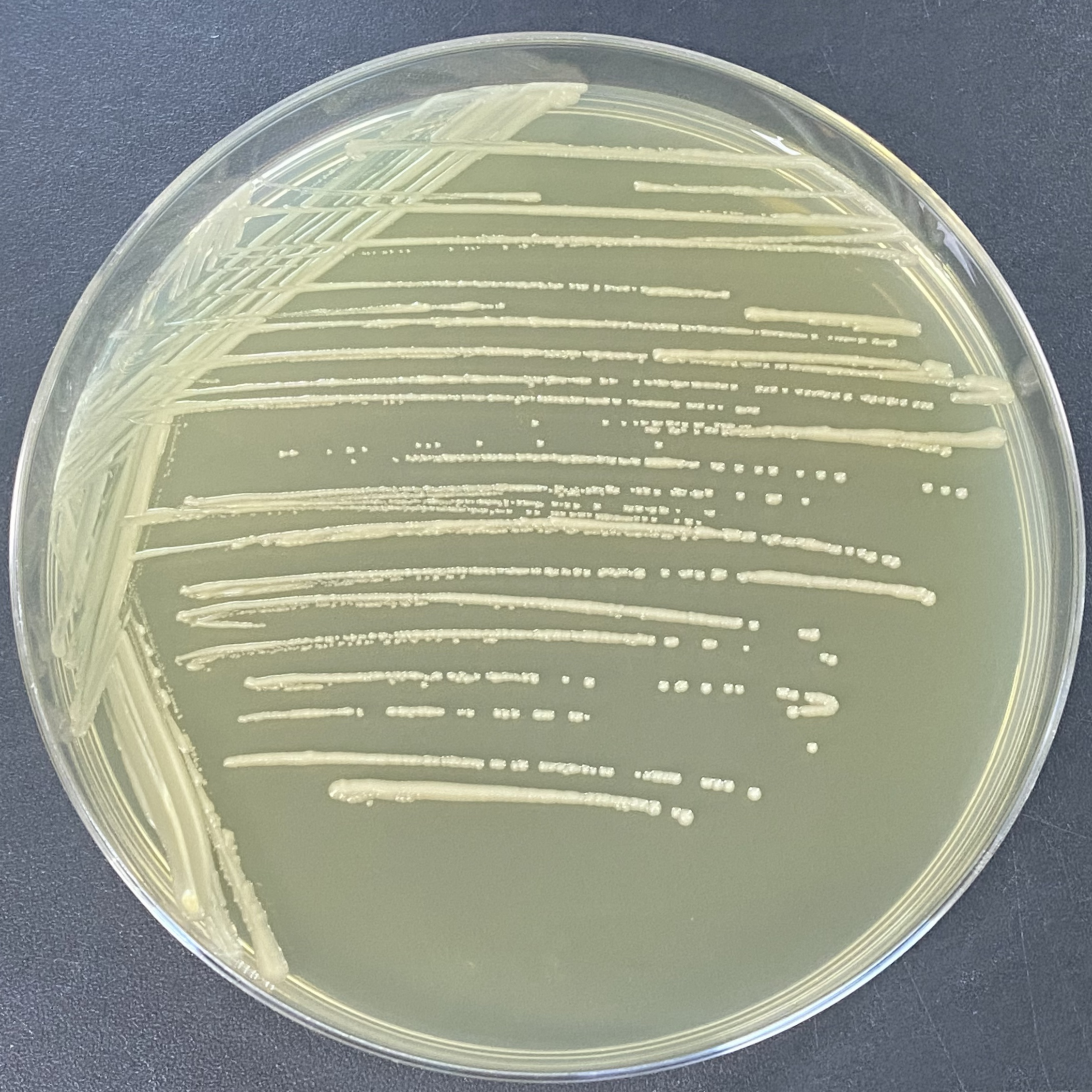 Corynebacterium glutamicum-BNCC