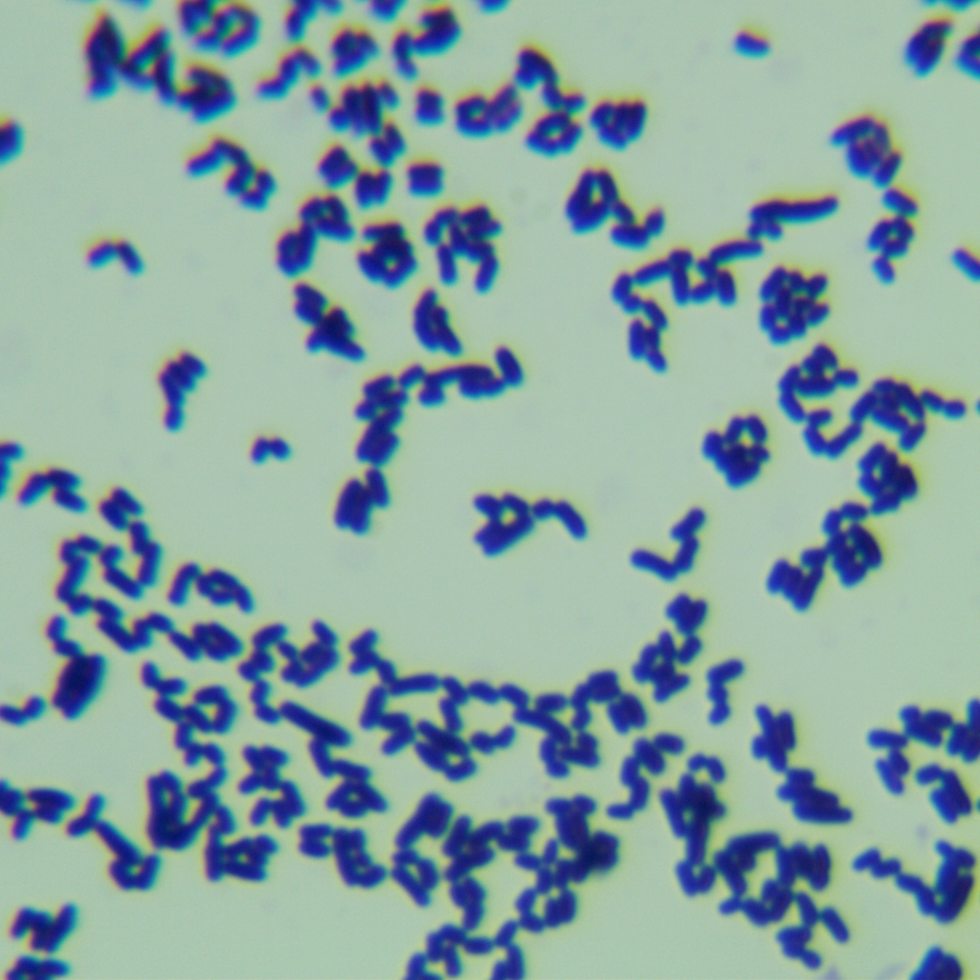 Corynebacterium glutamicum-BNCC