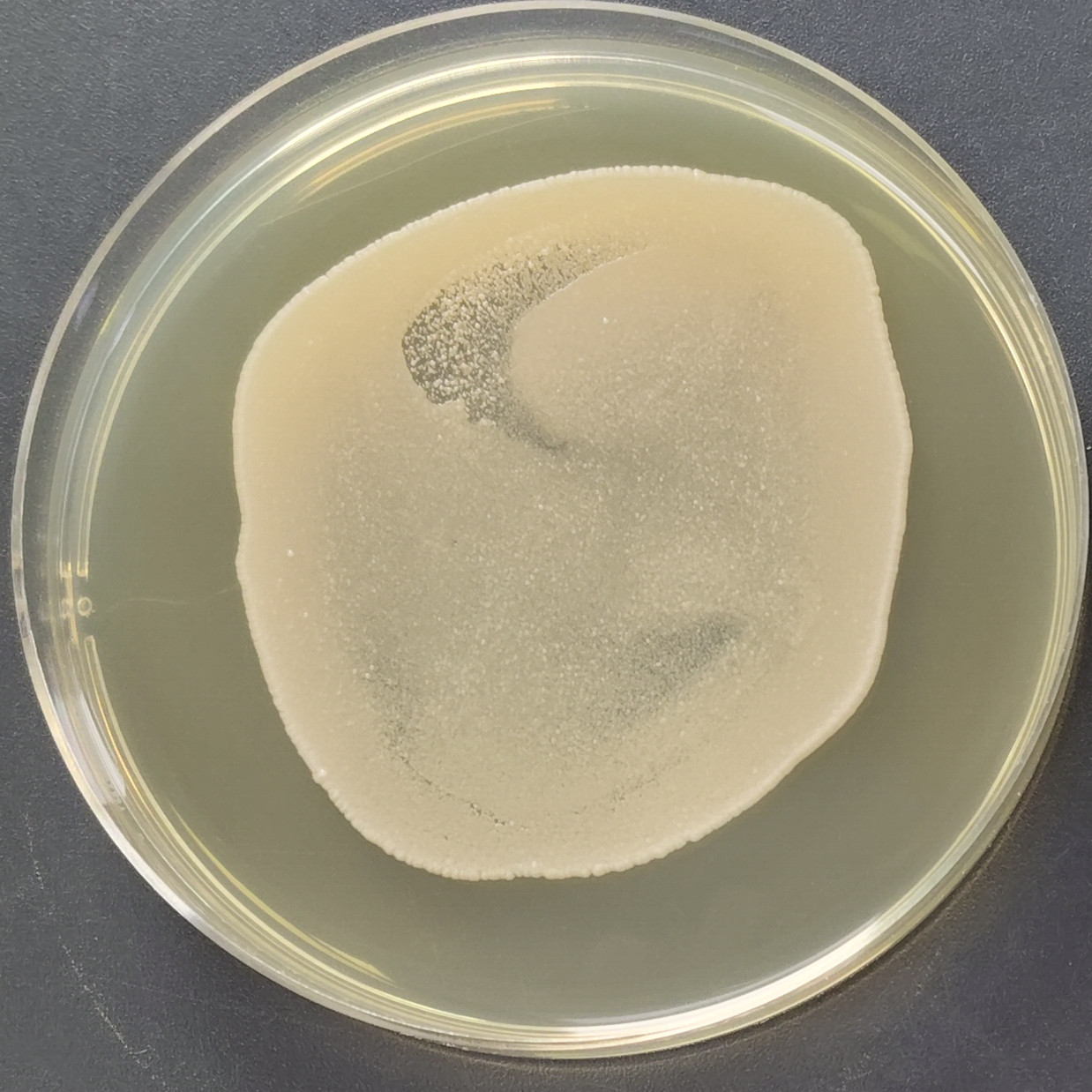 Sorghum wine cracking yeast-BNCC