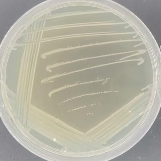 Listeria graminearum-BNCC
