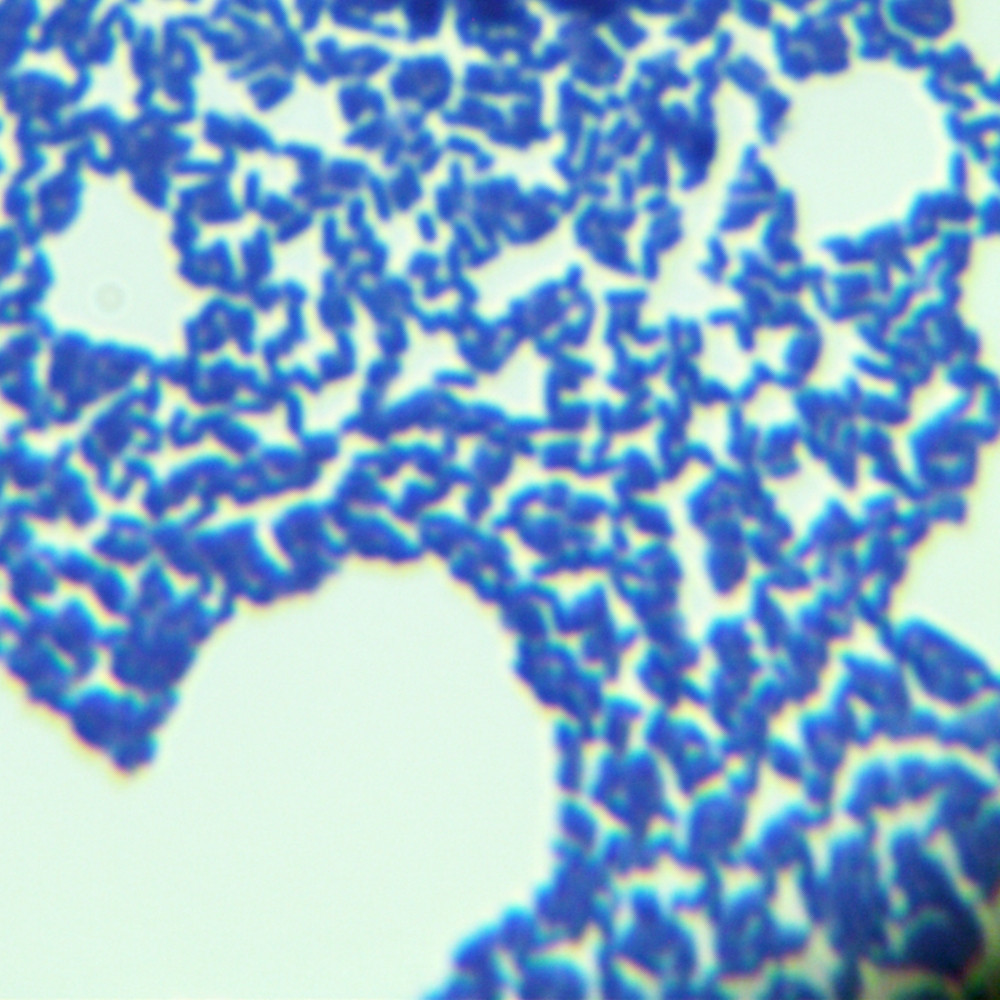Listeria graminearum-BNCC