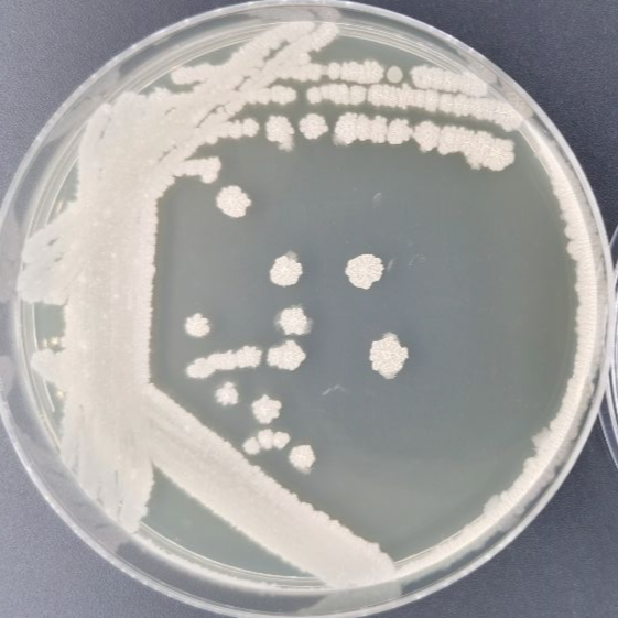 Bacillus licheniformis-BNCC