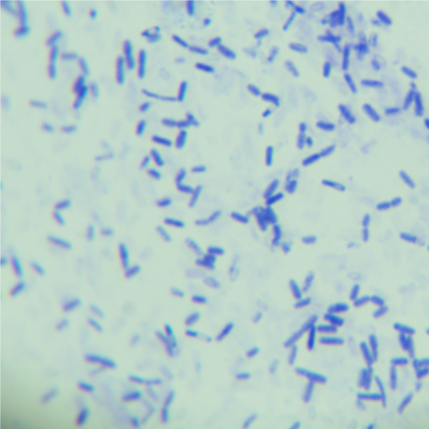 Bacillus licheniformis-BNCC