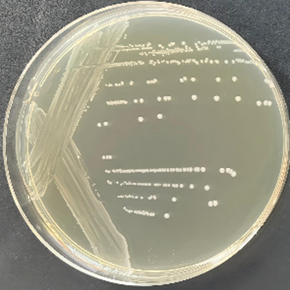 Enterococcus faecalis-BNCC