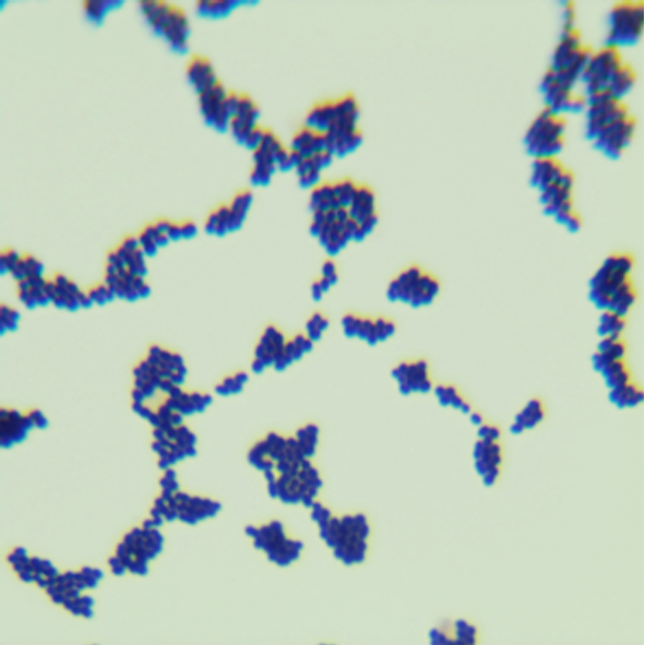 Enterococcus faecalis-BNCC
