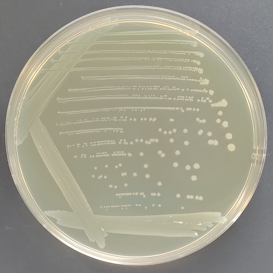 Enoch Listeria (harmless Listeria)-BNCC
