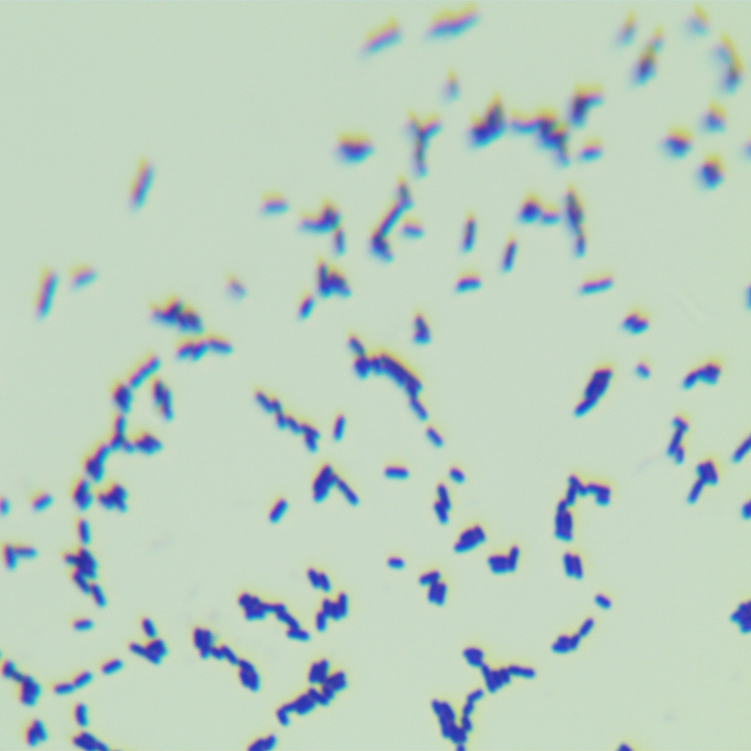Enoch Listeria (harmless Listeria)-BNCC