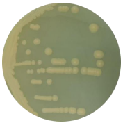 Escherichia coli-BNCC
