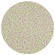 Escherichia coli-BNCC