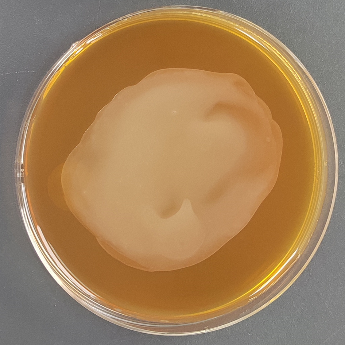 Lactobacillus acidophilus-BNCC