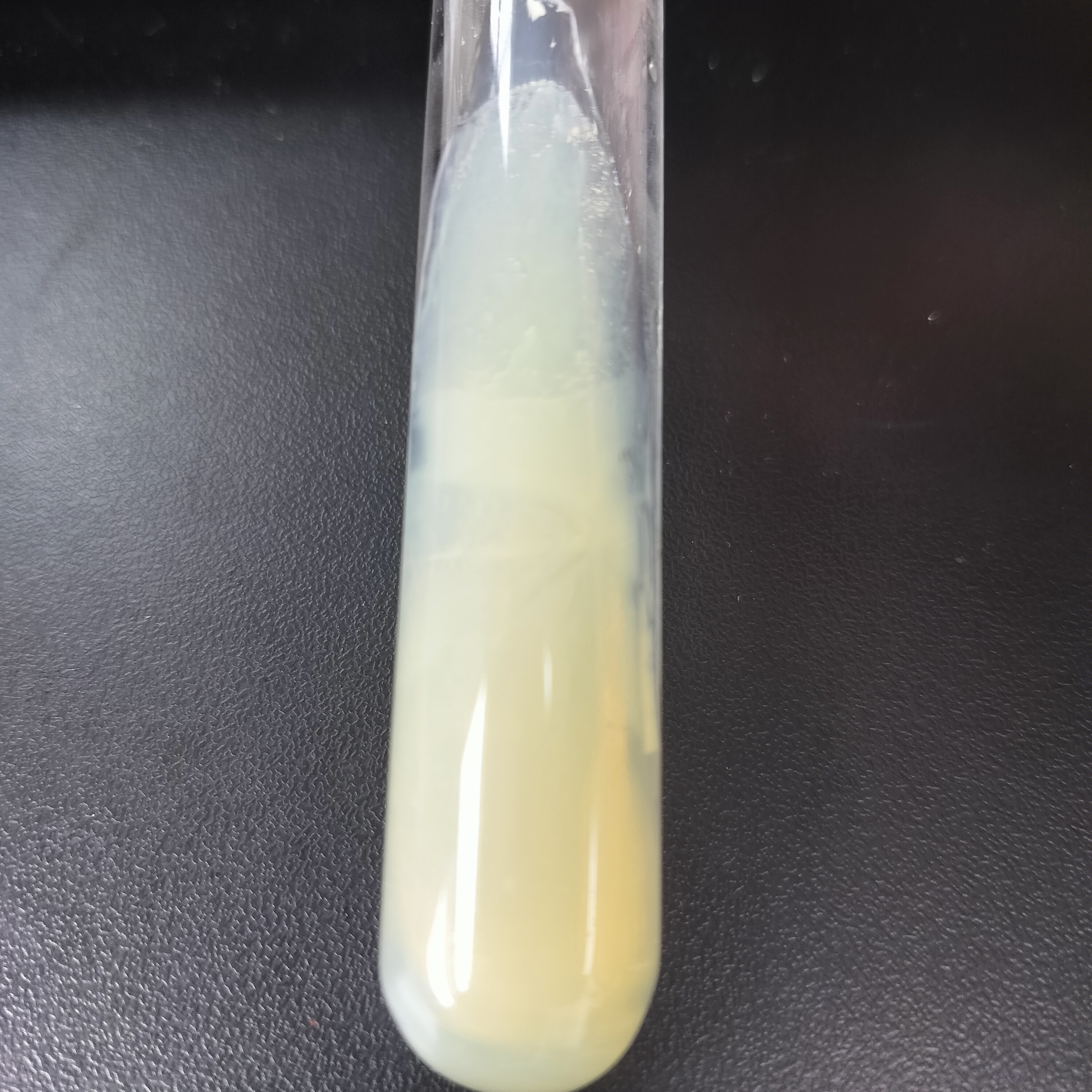 Citrobacter freundii-BNCC