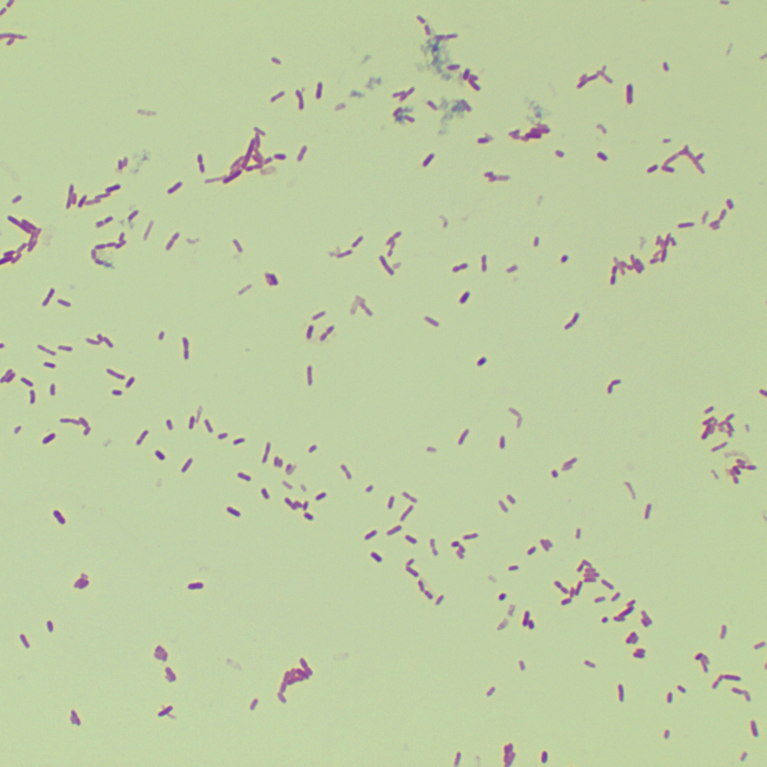 Citrobacter freundii-BNCC