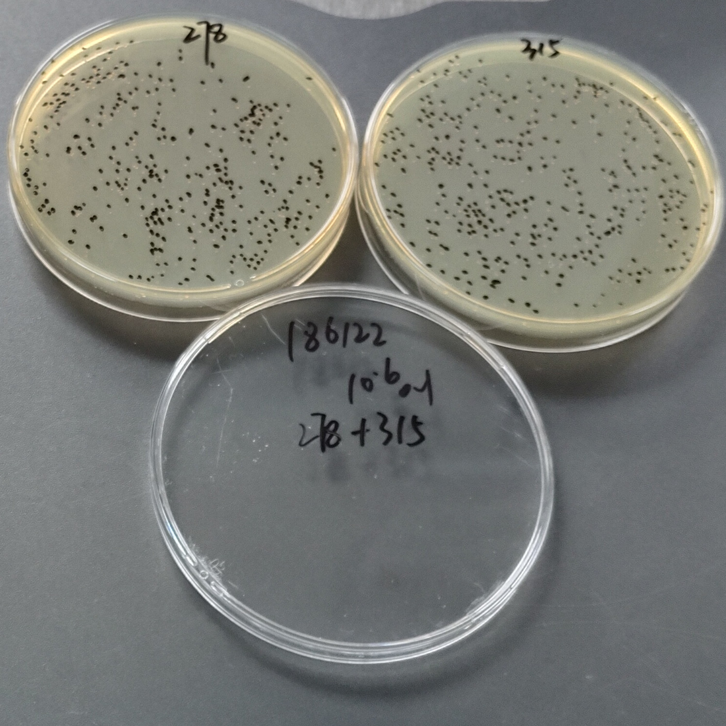 Zaoxiwanella-BNCC