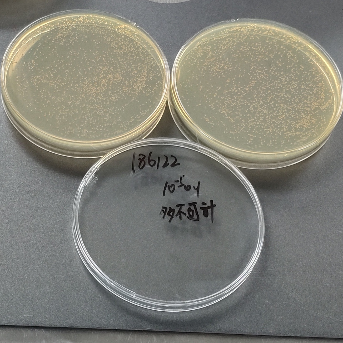 Zaoxiwanella-BNCC