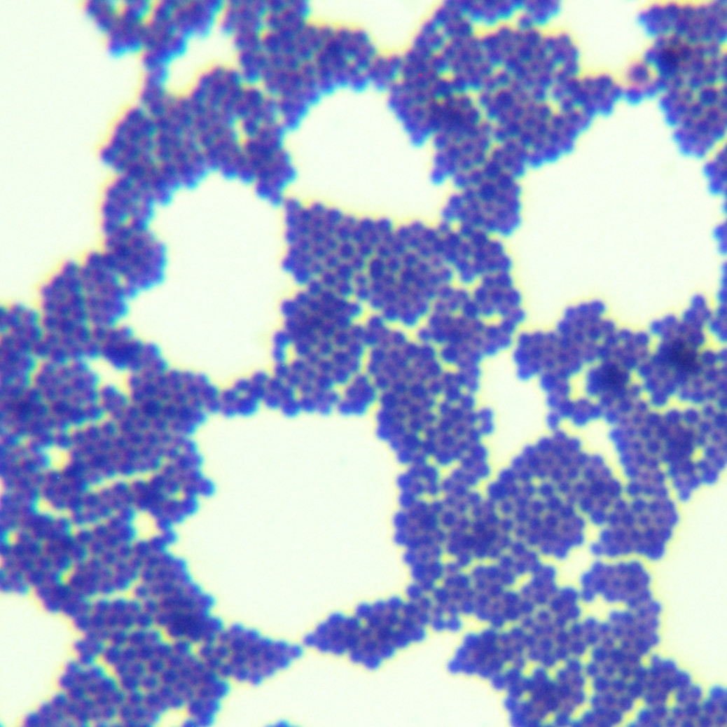 False Staphylococcus aureus-BNCC