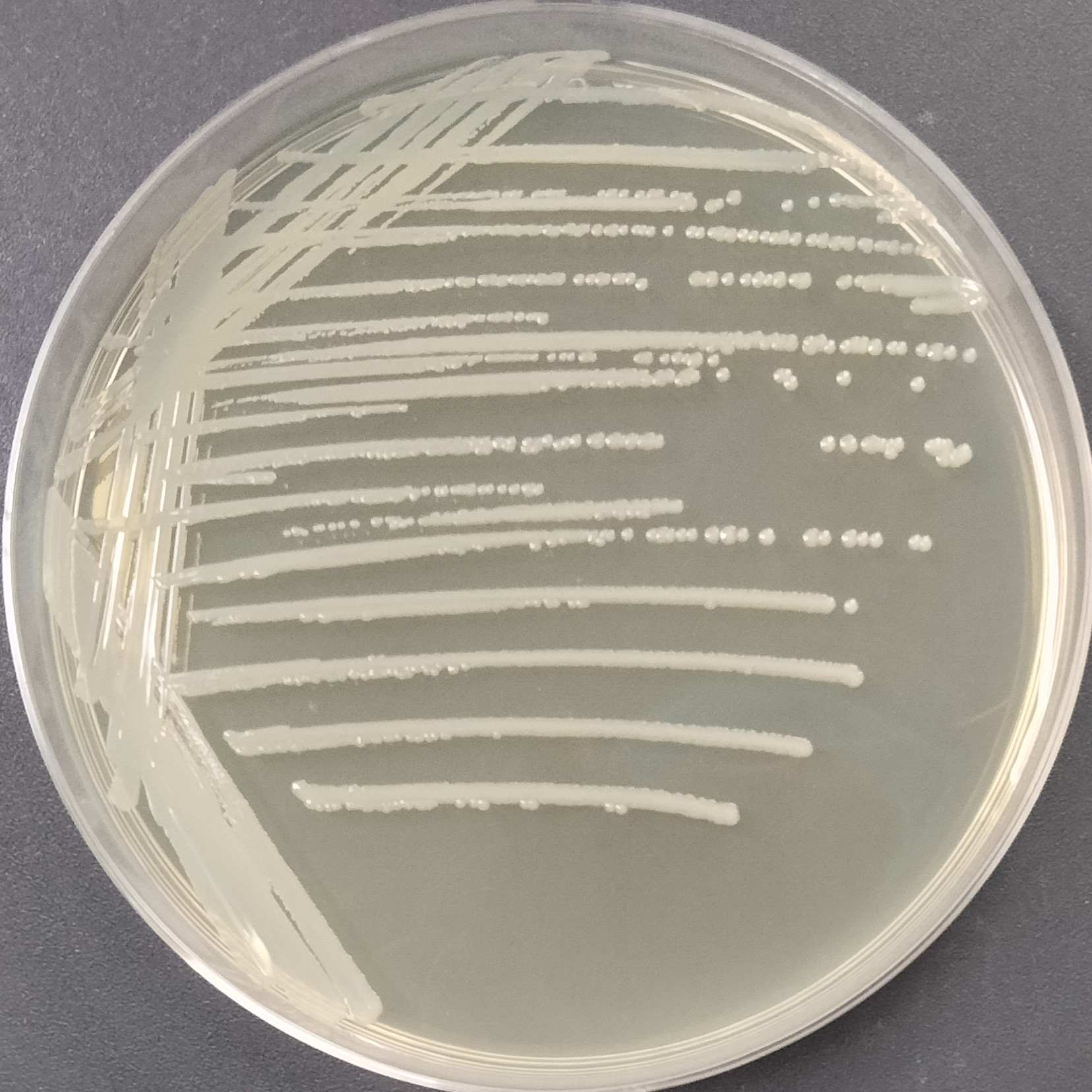 False Staphylococcus aureus-BNCC