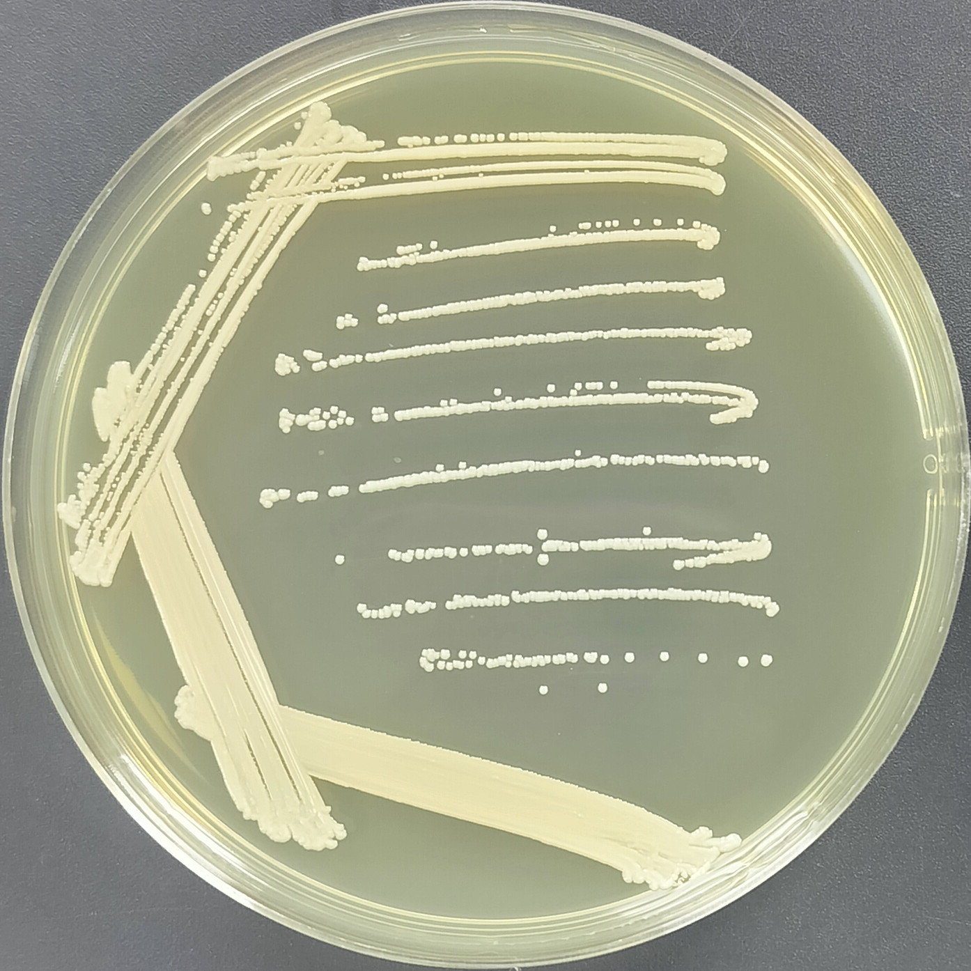 Staphylococcus saprophyticus saprophytic subspecies-BNCC
