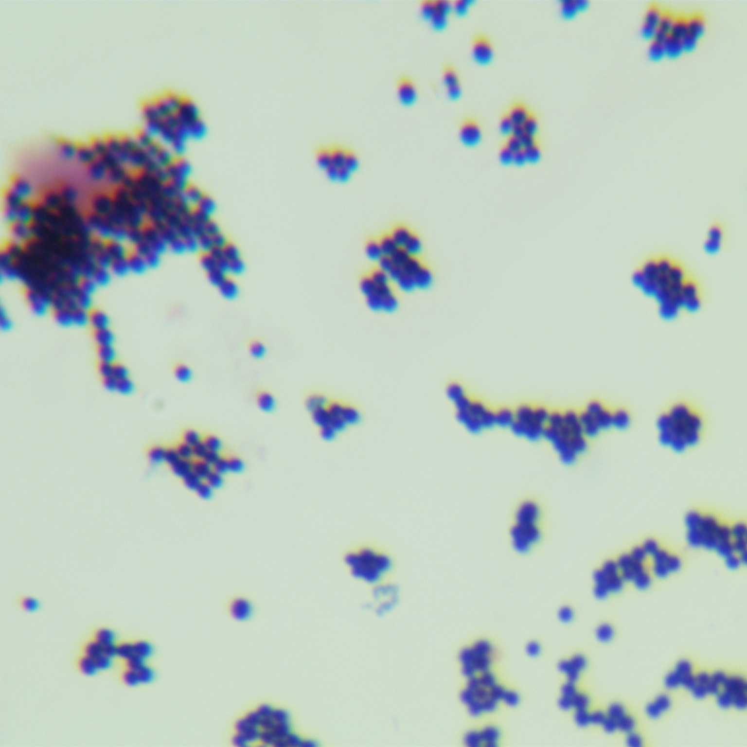 Staphylococcus saprophyticus saprophytic subspecies-BNCC