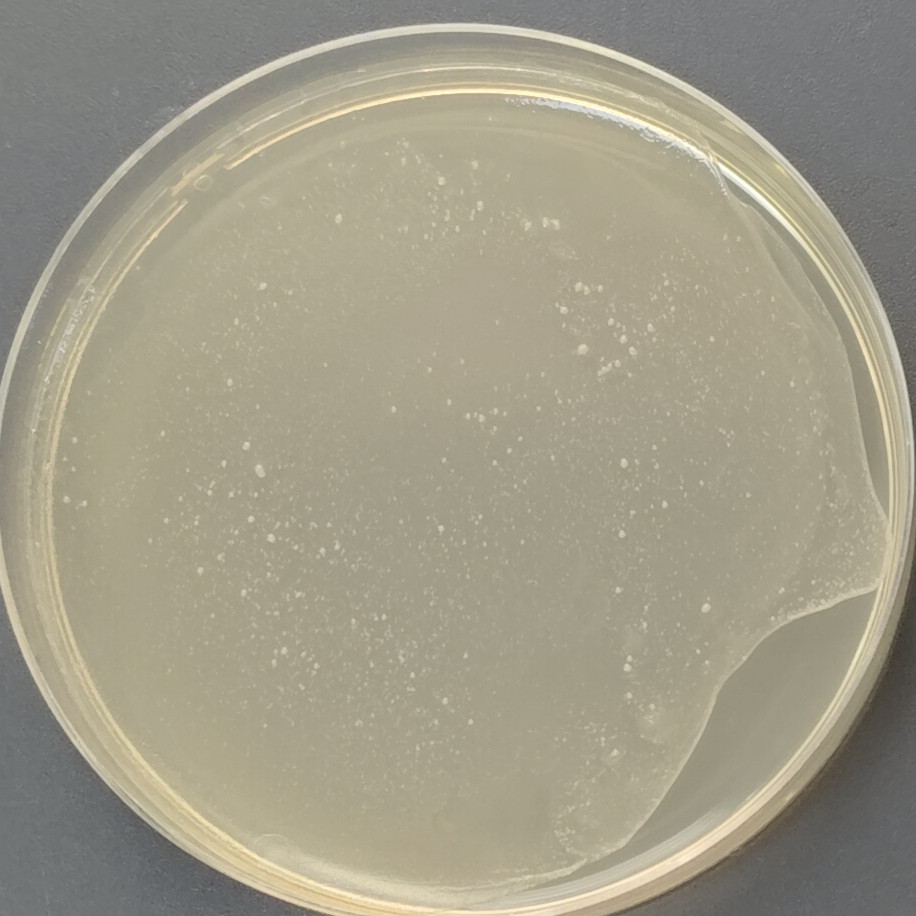 Succinic acid producing actinomycetes-BNCC
