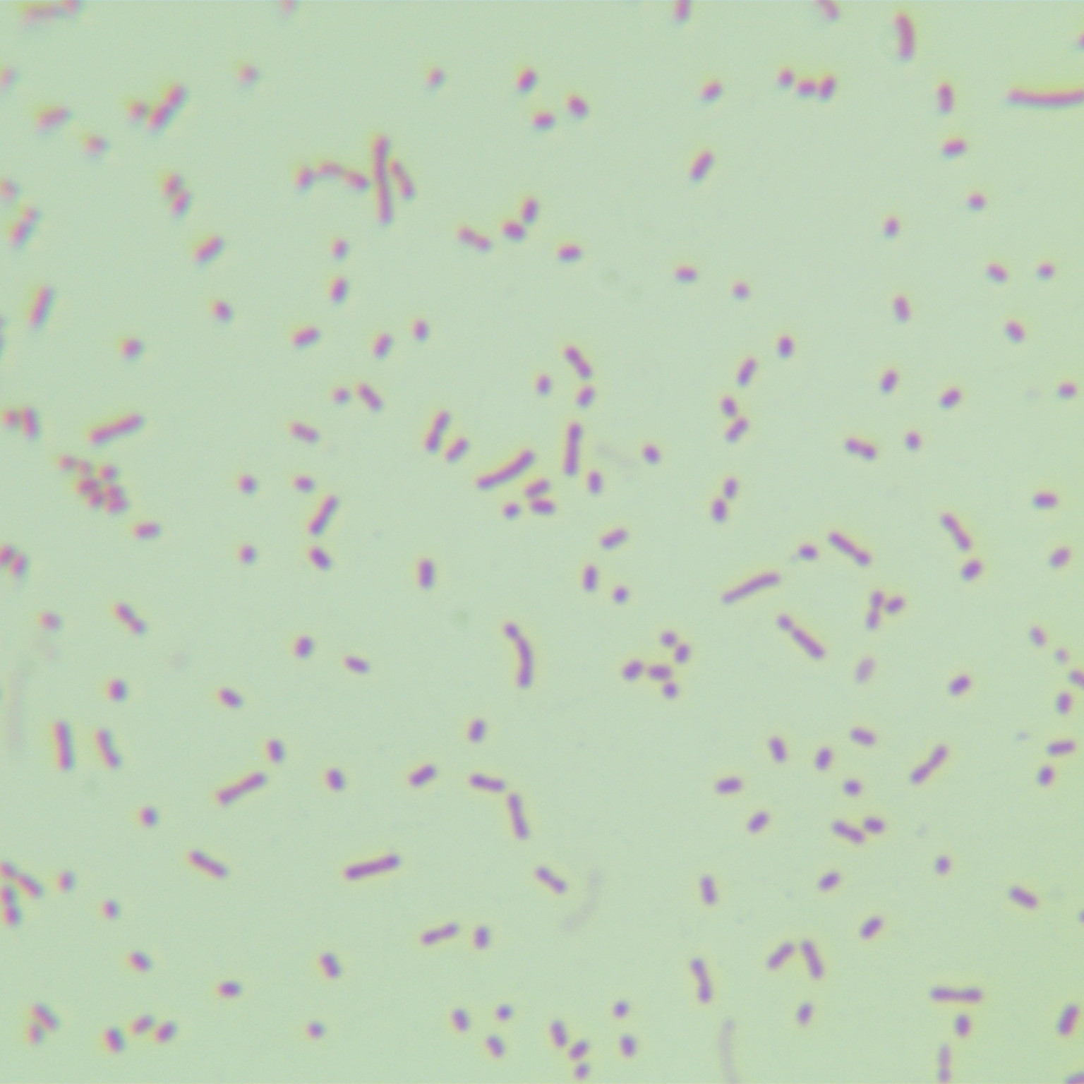 Succinic acid producing actinomycetes-BNCC