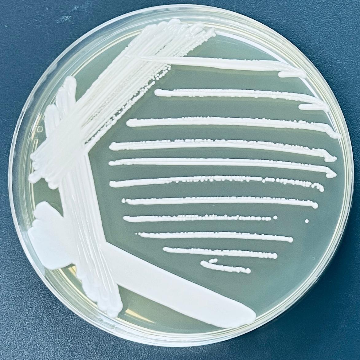 Ji Yemeng Mayer's yeast-BNCC
