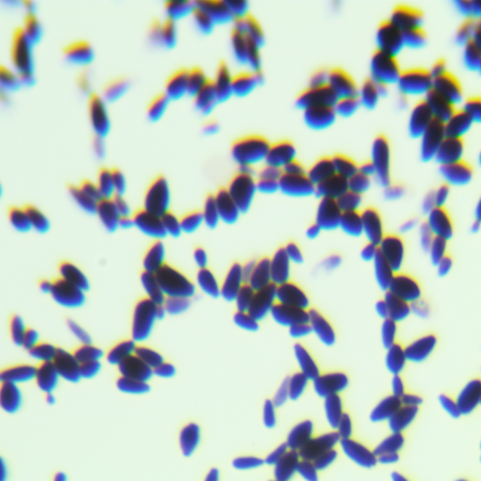Ji Yemeng Mayer's yeast-BNCC