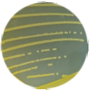 Staphylococcus aureus-BNCC