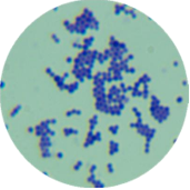 Staphylococcus aureus-BNCC