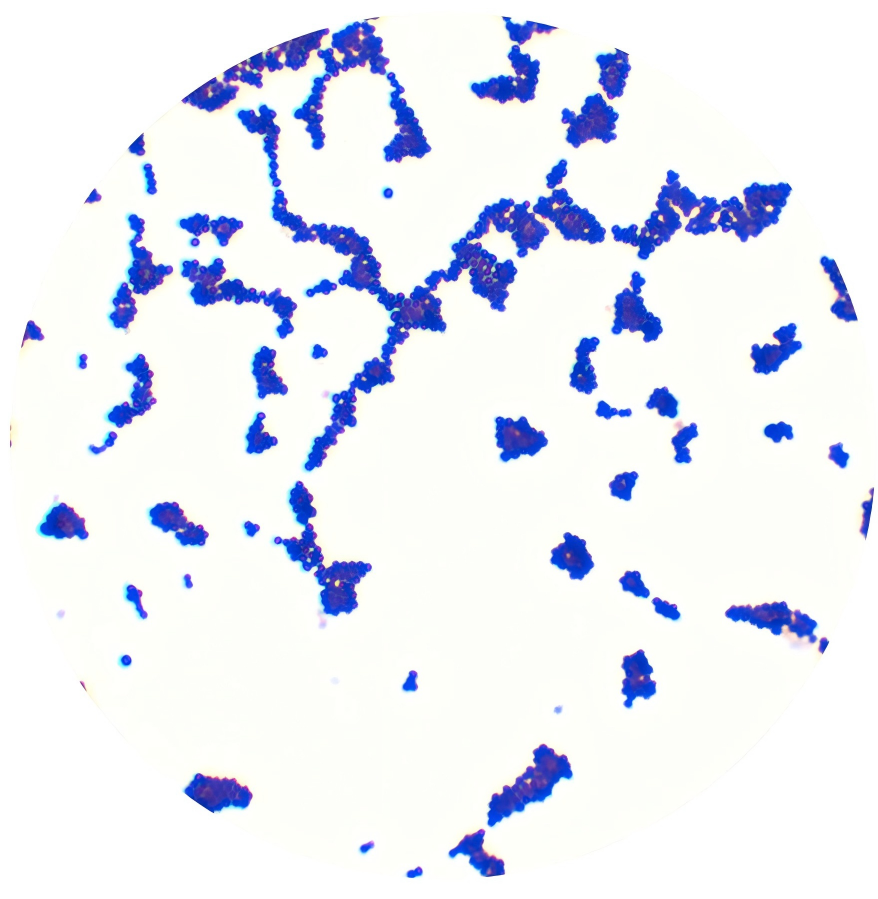 Staphylococcus aureus subspecies aureus-BNCC